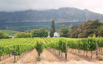Explore the Cape Winelands during your stay