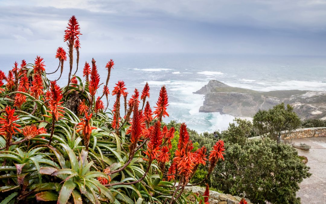 Explore Cape Point Nature Reserve